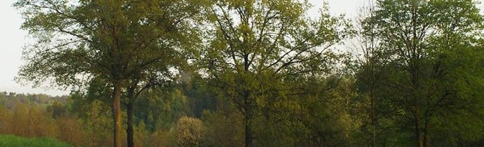 legambientevaltriversa-querce