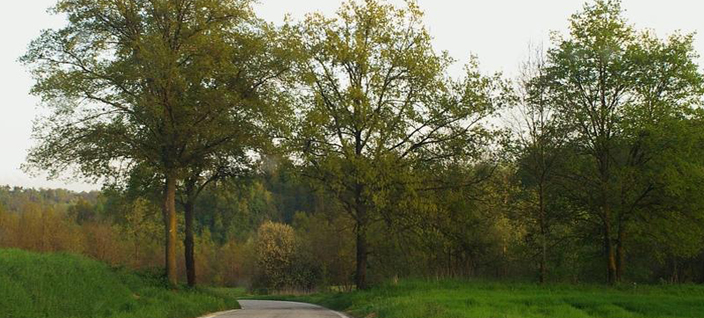 legambientevaltriversa-querce