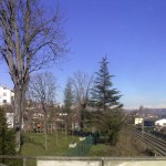alberi-abbattuti-01