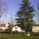 alberi-abbattuti-02