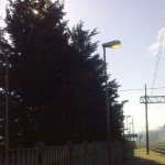alberi-abbattuti-04