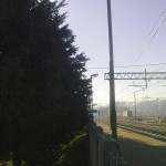 alberi-abbattuti-05