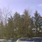 alberi-abbattuti-06