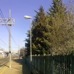 alberi-abbattuti-07
