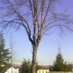 alberi-abbattuti-vert-01