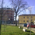 alberi-abbattuti-vert-02