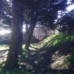 alberi-abbattuti-vert-03
