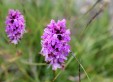 orchidee-legambiente-valtriversa