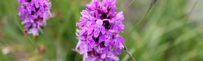 orchidee-legambiente-valtriversa