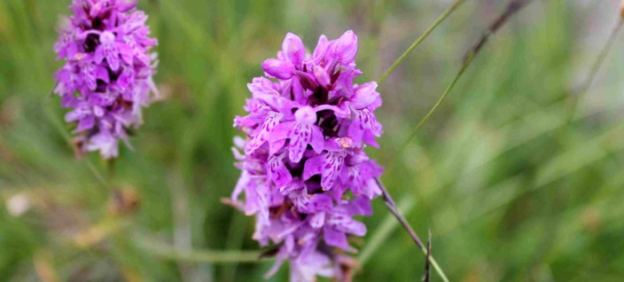 orchidee-legambiente-valtriversa