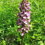 passeggiata-orchidee-2013-4