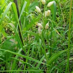 passeggiata-orchidee-2013-5
