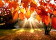 i-colori-dell-autunno-2014-legambiente-valtriversa