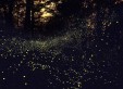 lucciole nel bosco